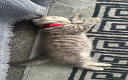 British Shorthair cats for sale: British short hair tabby coat  - Image 2