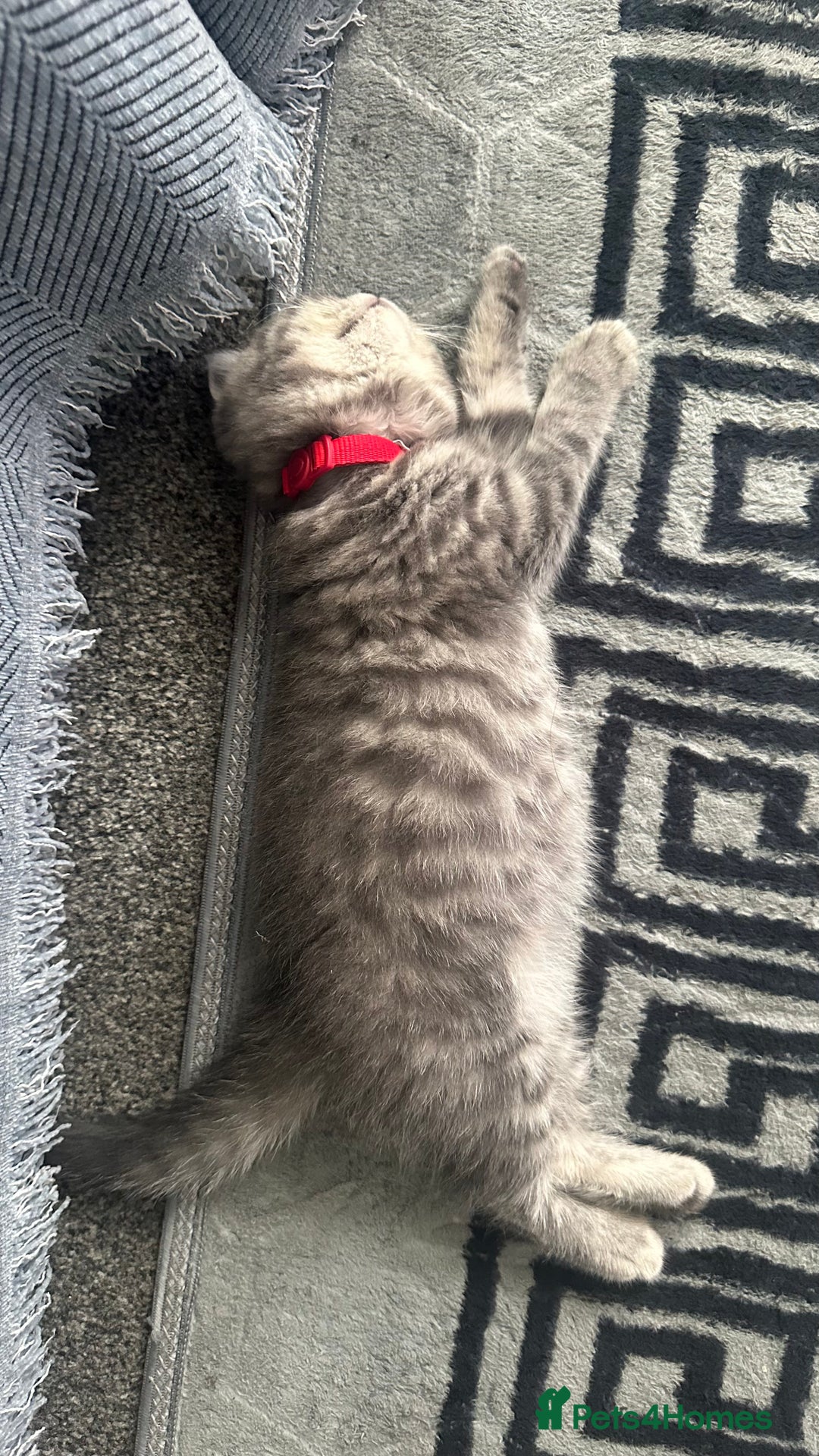 British Shorthair cats for sale: British short hair tabby coat  - Image 2