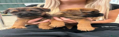 Border Terrier 2