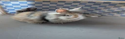 Lionhead rabbits for sale: Lionhead x Netherland dwarfs  - Advert 5
