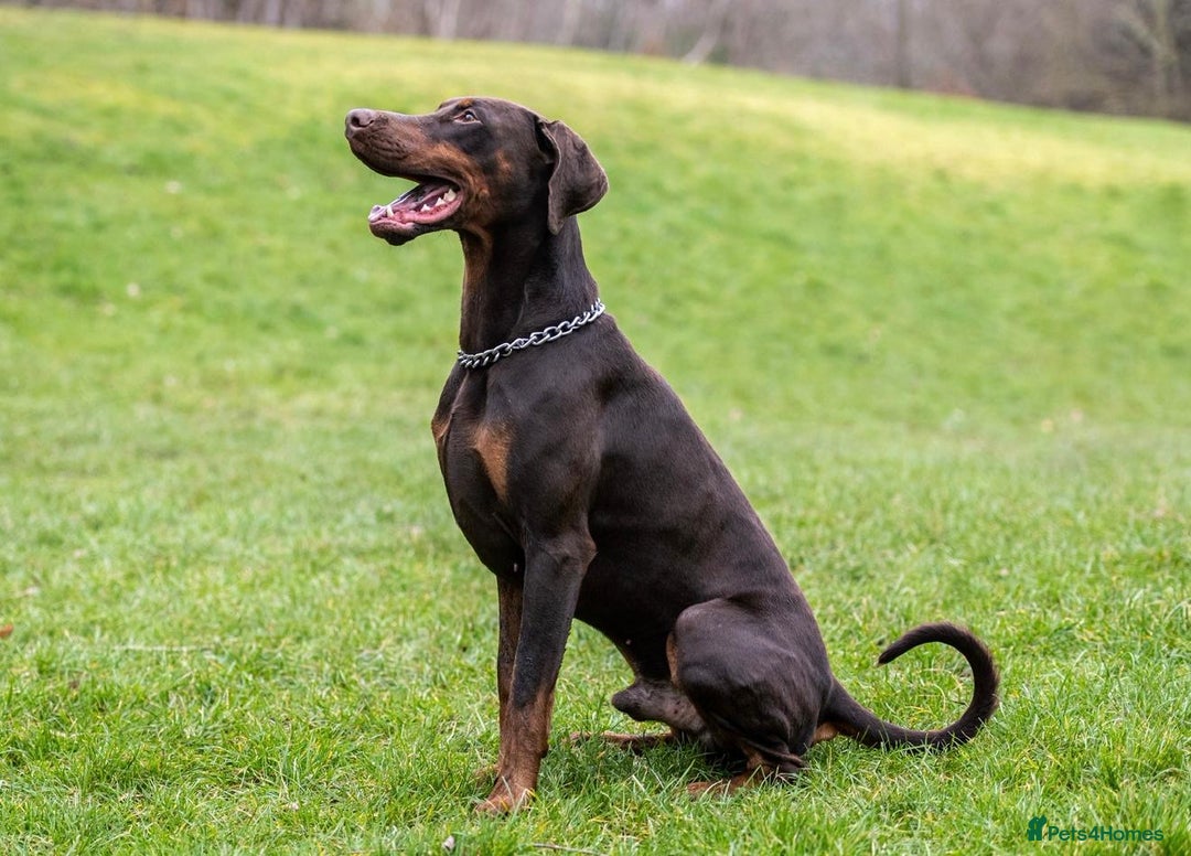 Dobermann dogs for sale: DOBERMAN PUPPIES WITH FANTASTIC PEDIGREE - Image 15