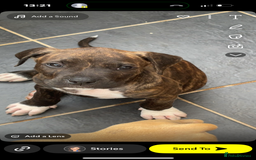 American Bully dogs for sale: 10 week old American bully’s  - Image 6