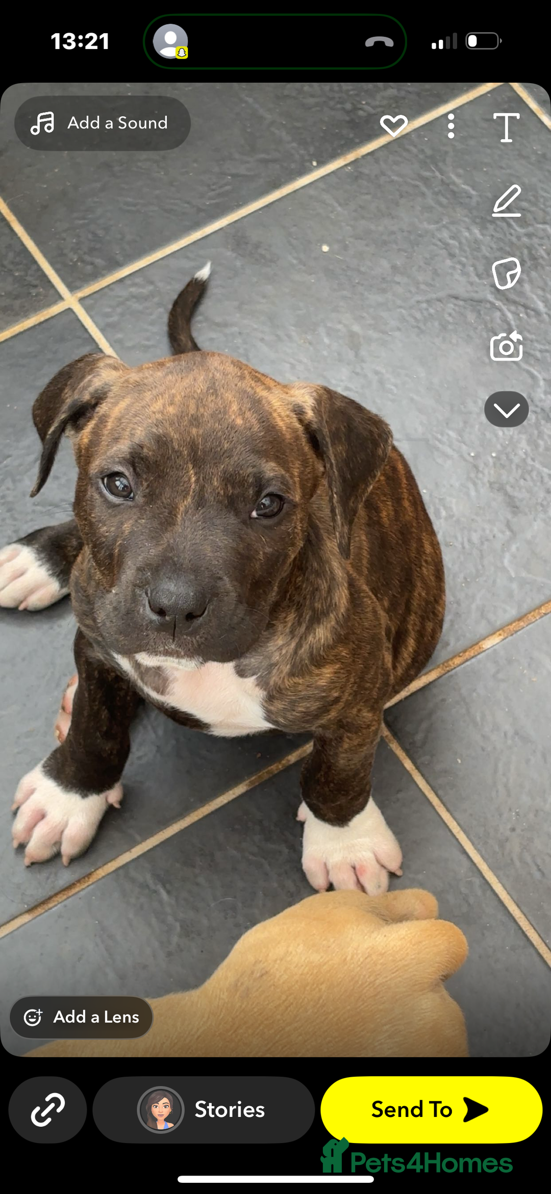 American Bully dogs for sale: 10 week old American bully’s  - Image 6