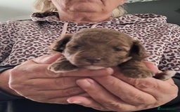 Toy Poodle dogs for sale: Toy poodle babies - Advert 6