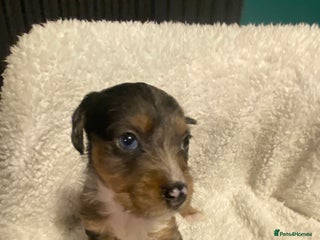 Mixed Breed dogs - Advert 10