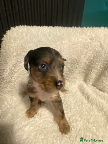 Mixed Breed dogs - Advert 1
