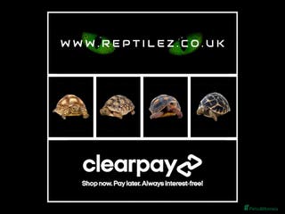 Tortoise reptiles TORTOISE BABIES - Advert 6
