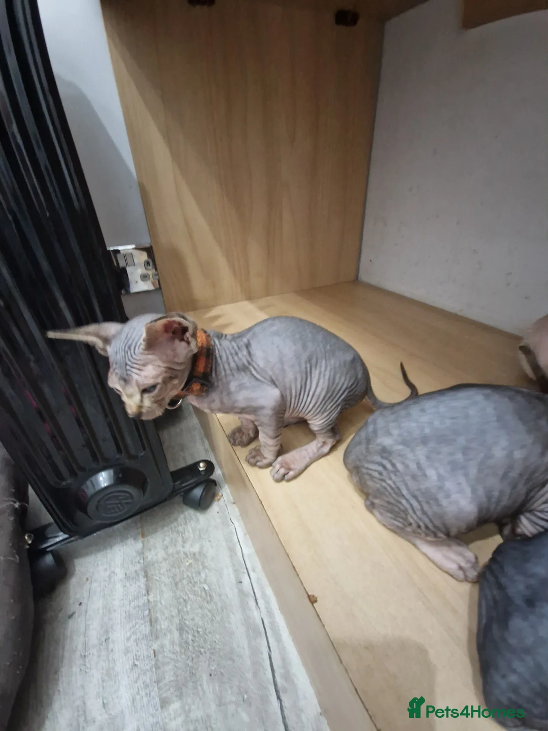 Sphynx cats for sale: Ready now tica blue - tabby canadian sphynx girl - Advert 6
