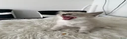 Siberian cats for sale: Purebred Neva Masquerade Siberian Kittens - Advert 2