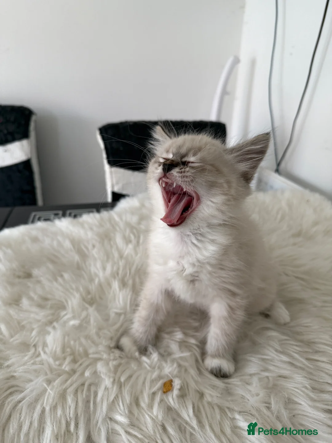 Siberian cats for sale: Purebred Neva Masquerade Siberian Kittens - Advert 2