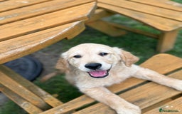 Golden Retriever dogs for sale: Healthy well socialised calm KC puppies - Image 6