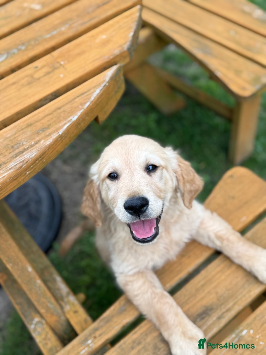 Golden Retriever dogs for sale: Healthy well socialised calm KC puppies - Image 6