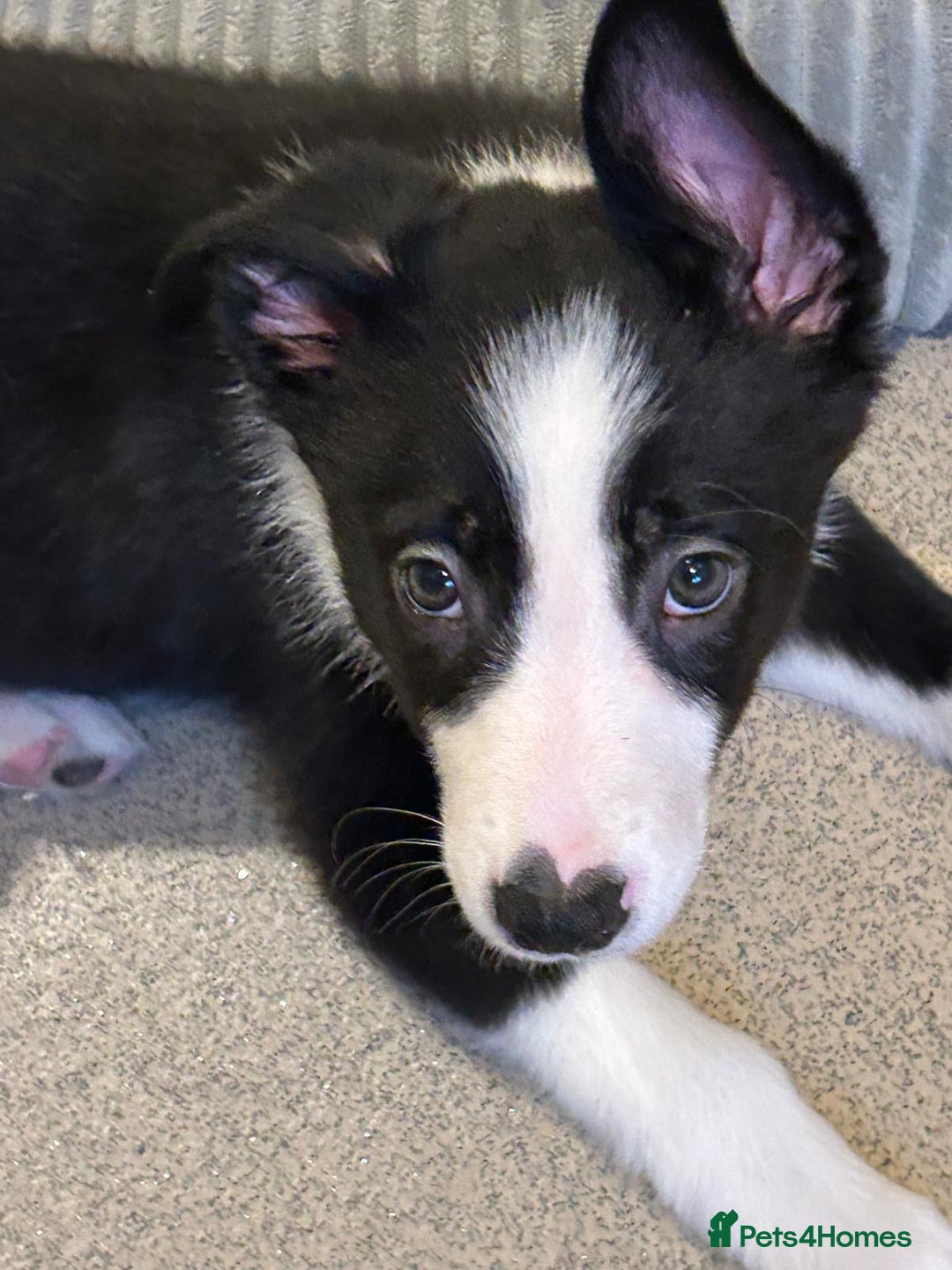 Border Collie dogs for sale: Gorgeous border collie puppies - Advert 7
