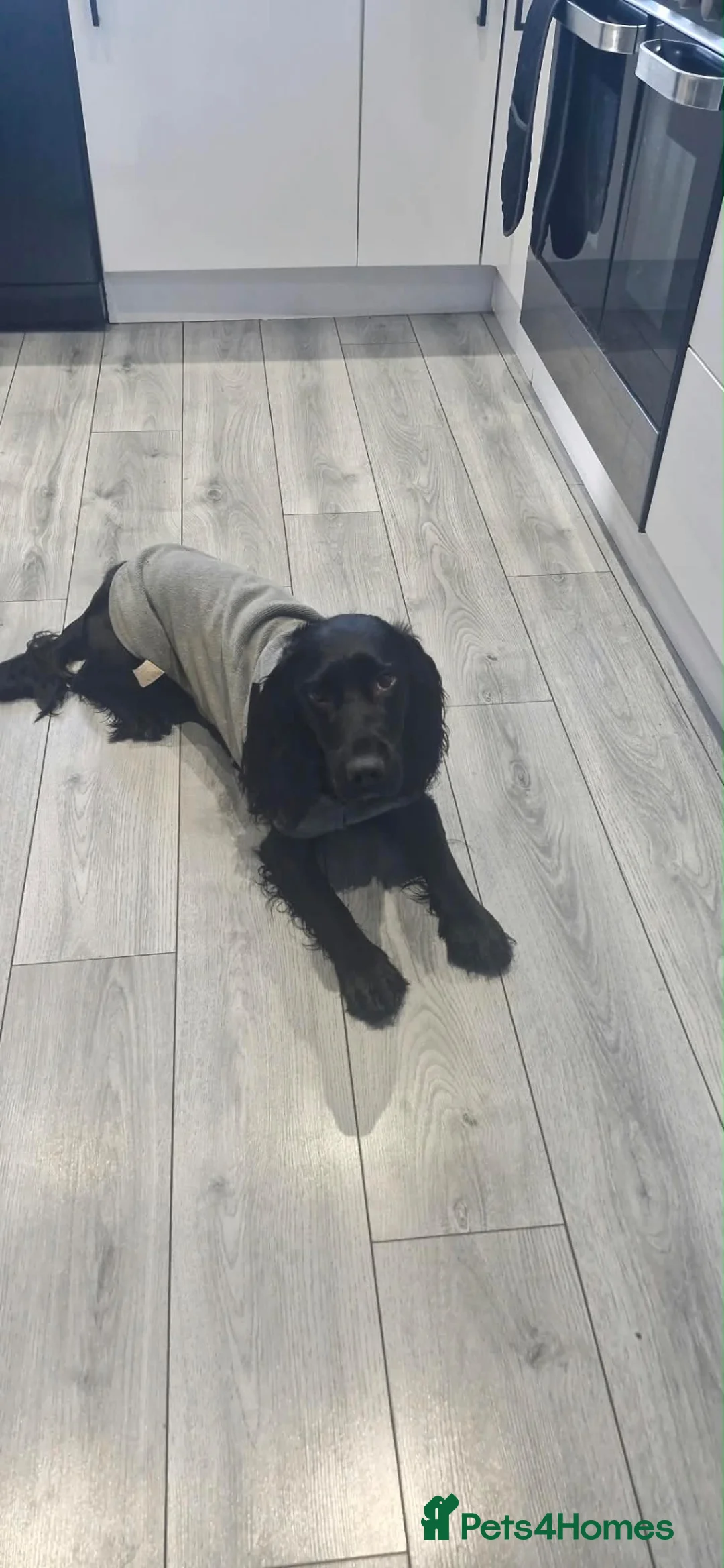 Sprocker dogs for sale: Otto Black Sprocker in Dunmow - Advert 1
