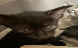 Siamese cats for sale: 3 half Siamese kittens  - Image 3