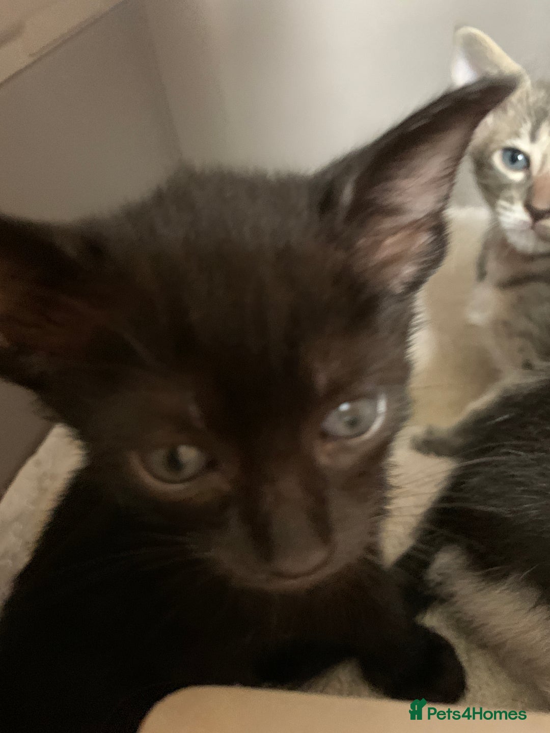 Siamese cats for sale: 3 half Siamese kittens  - Image 3