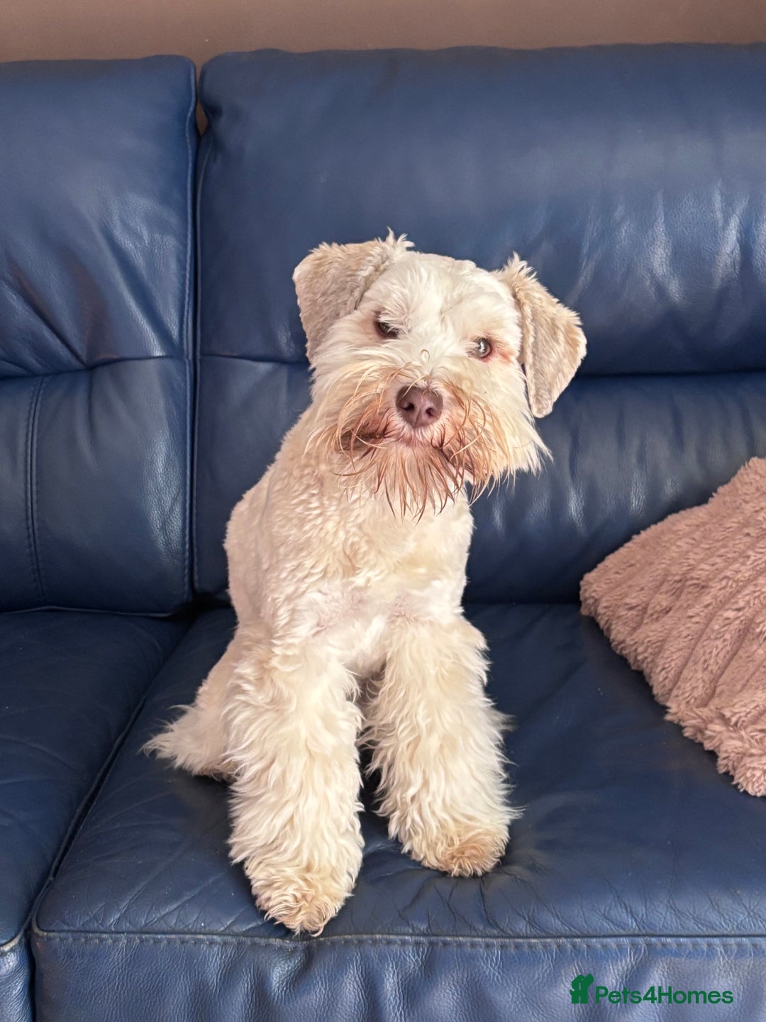Miniature Schnauzer dogs for sale: Wheaton cameral Mini shnauzer for sale🌟✨ - Image 4