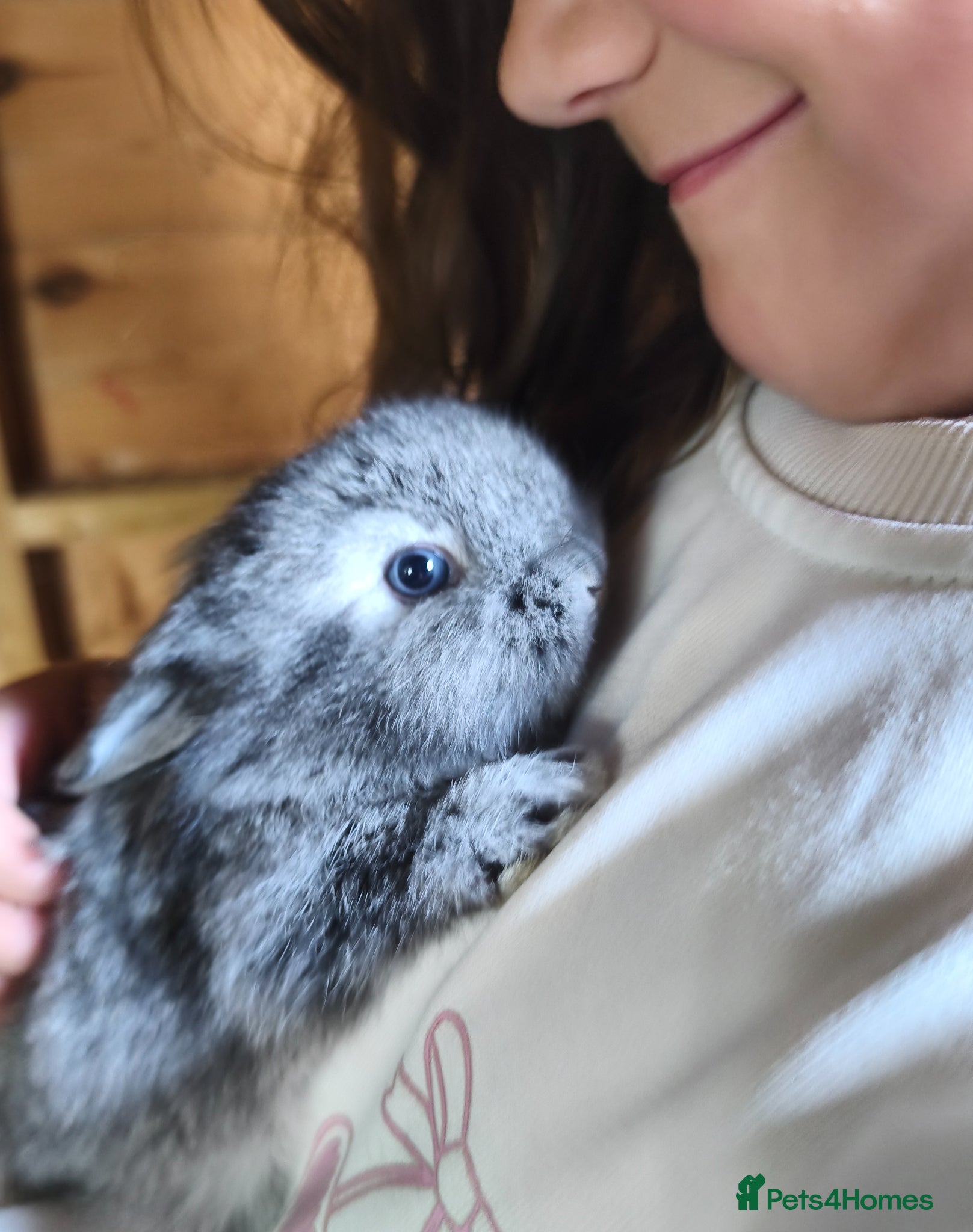 Mini Lop rabbits for sale: Rare Mini Lion Lop Babies for Sale  - Advert 13