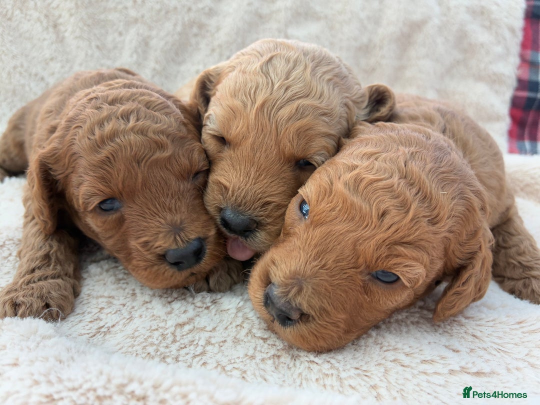 Miniature Poodle dogs for sale: Miniature Poodles  - Image 7