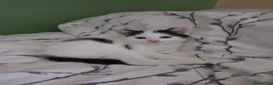 Ragdoll 1