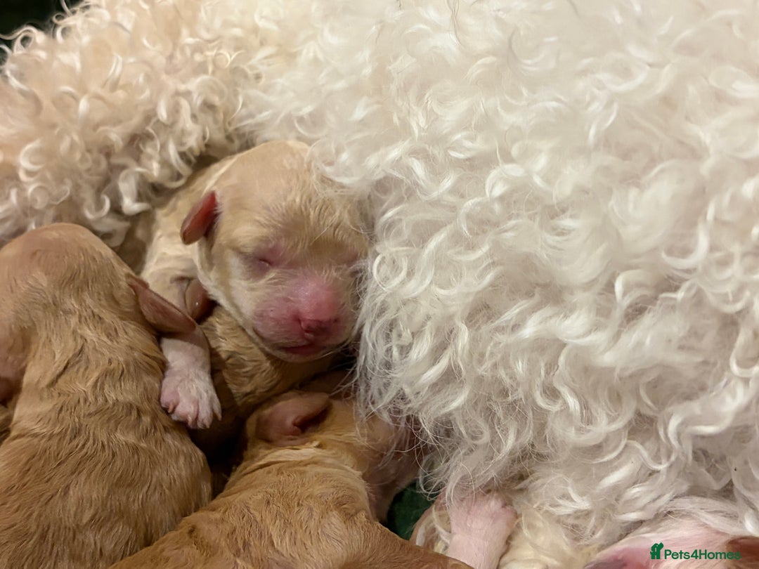 Poochon dogs for sale: Miniature Poochon puppies ready mid February - Advert 10