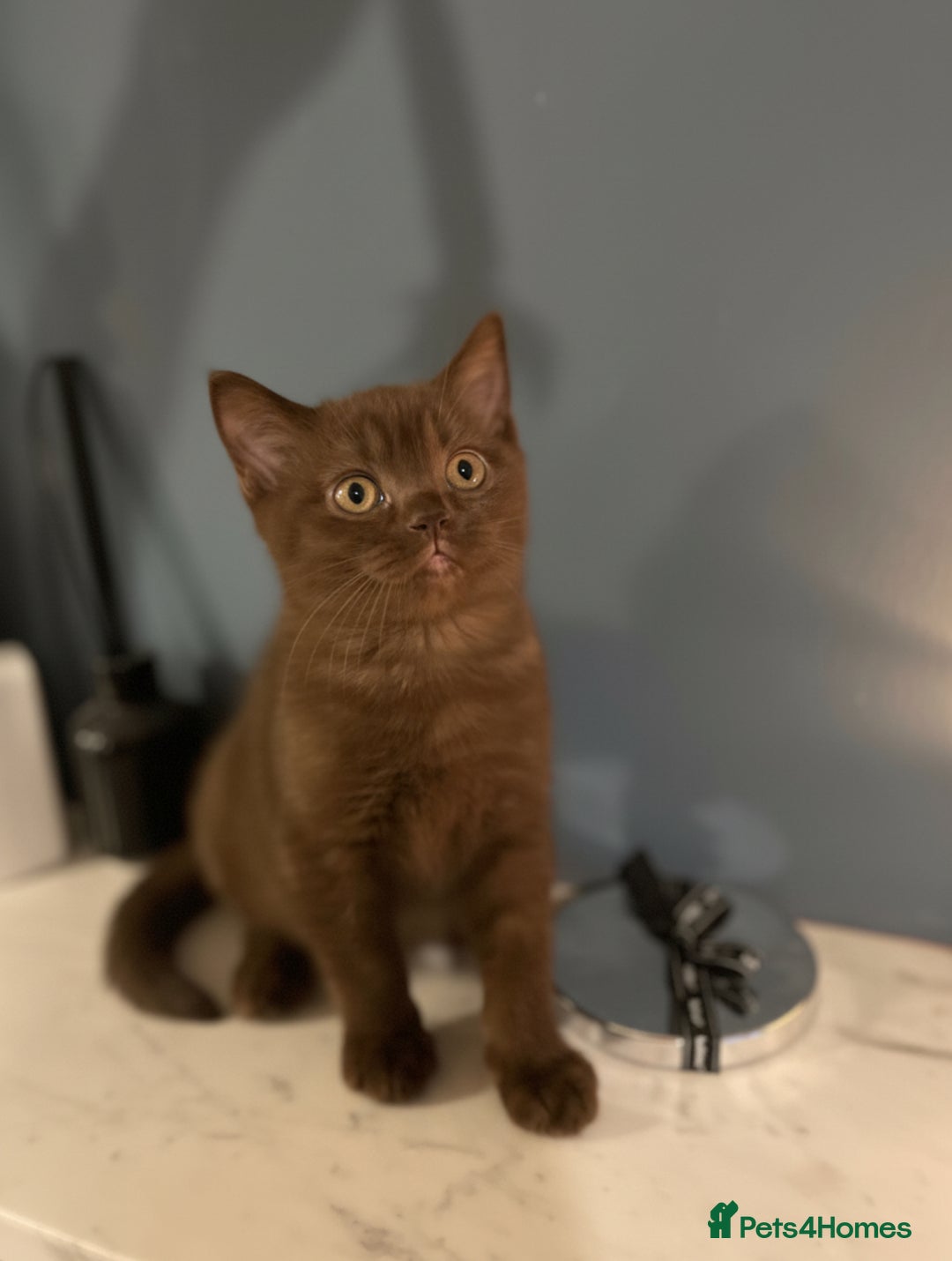 British Shorthair cats for sale: Gorgeous BSH Kittens – Cinnamon, Lilac & Black 🐾 - Advert 3