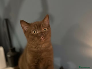 British Shorthair cats Gorgeous BSH Kittens – Cinnamon, Lilac & Black 🐾 - Advert 14