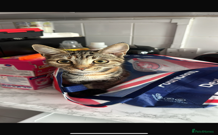 British Shorthair cats - Advert 15