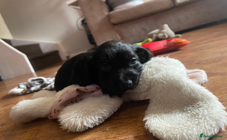 Cocker Spaniel dogs - Advert 4