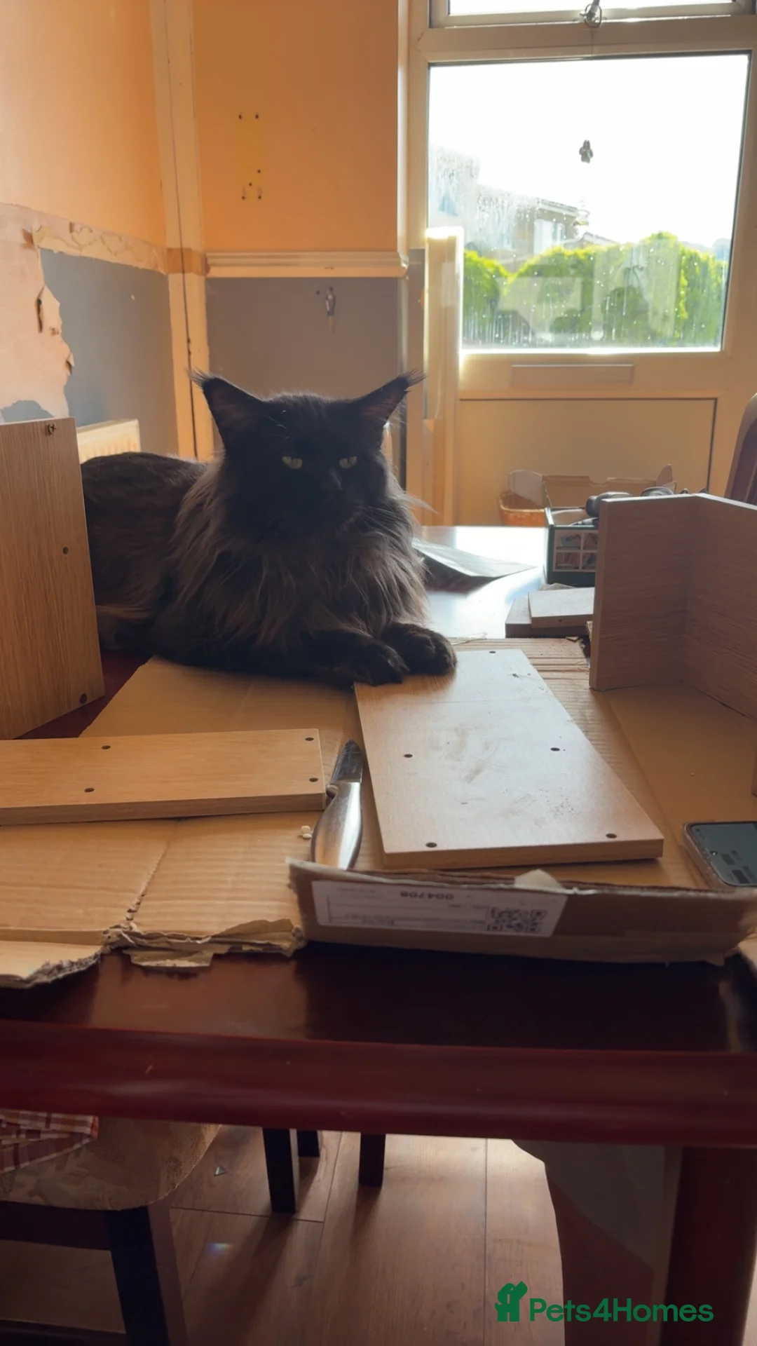 Maine Coon cats for sale: Maine coon in Newport - Advert 2