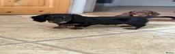 Miniature Dachshund dogs for sale: 1 Longhaired Miniature Dachshund Male - Advert 4