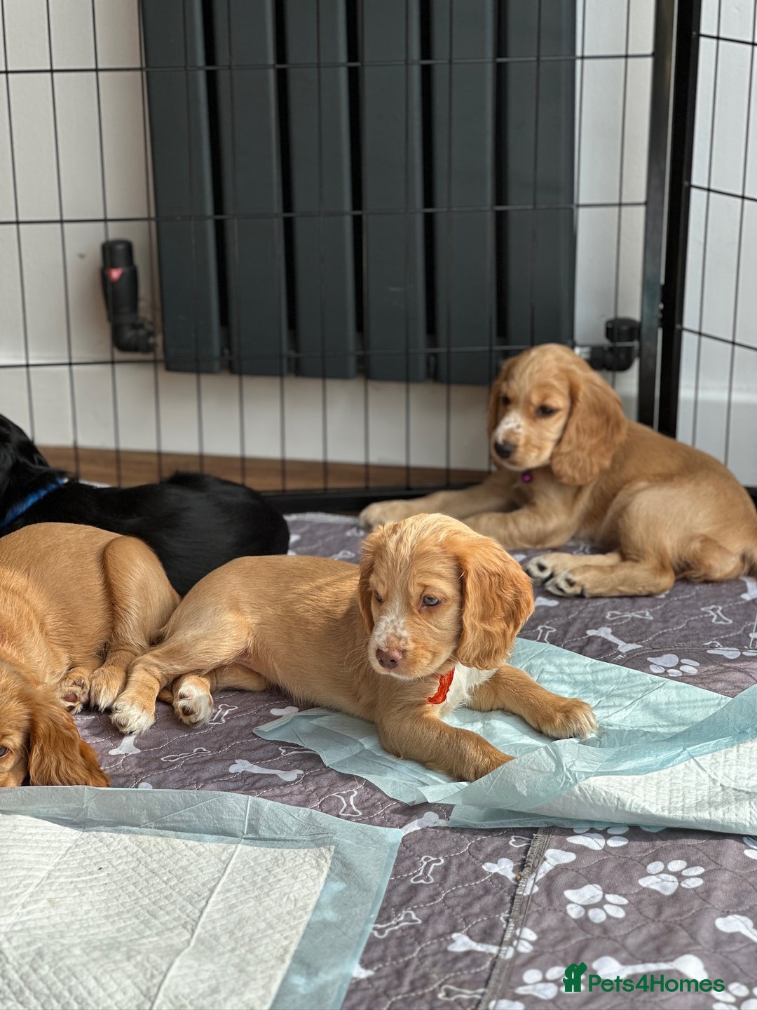 Cocker Spaniel dogs for sale: Little girl cocker spaniel puppy for sale  - Image 1