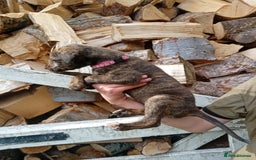 Lurcher dogs for sale:  READY NOW. Adorable lurcher puppy's  - Image 6
