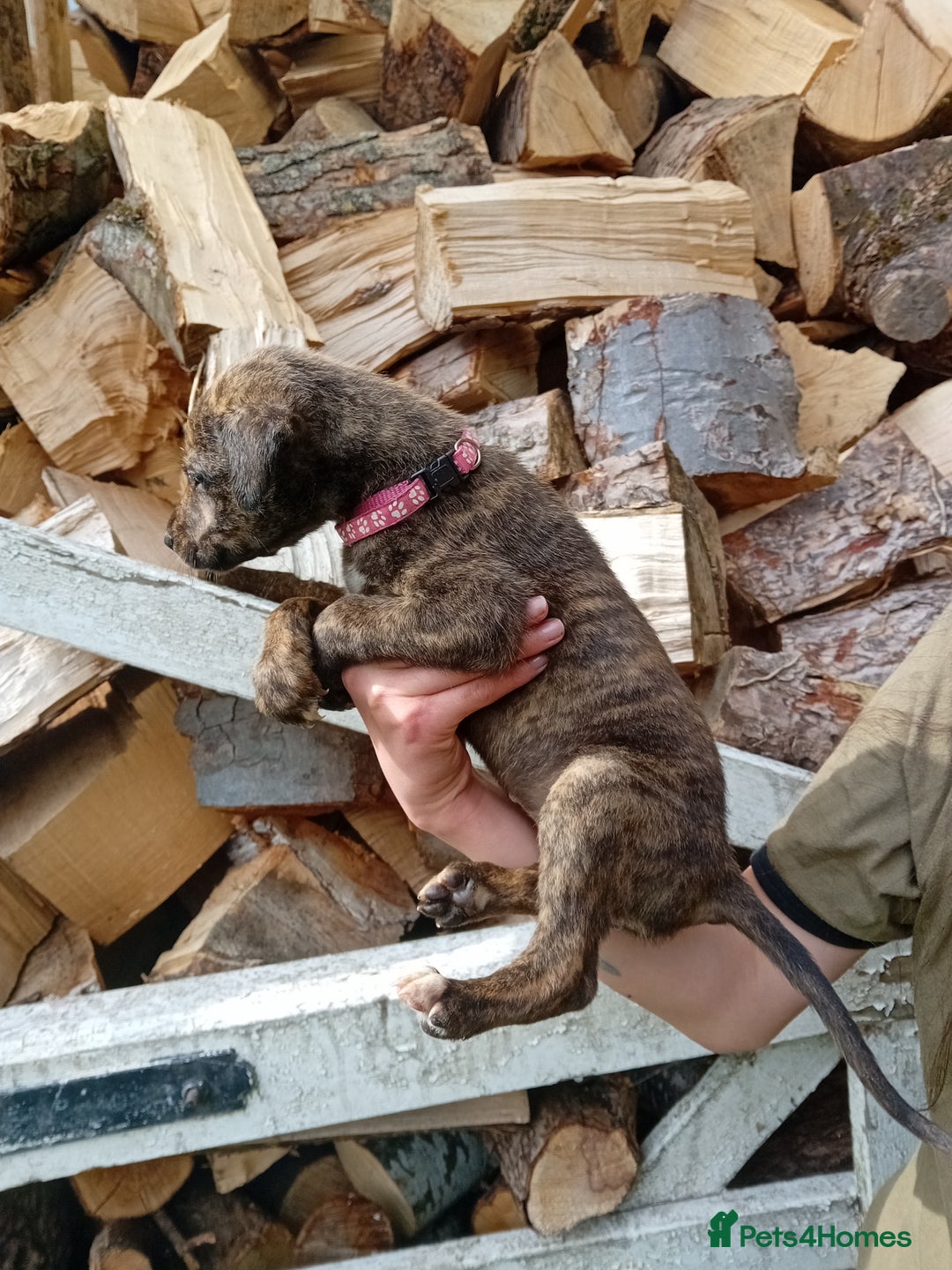 Lurcher dogs for sale:  READY NOW. Adorable lurcher puppy's  - Image 6