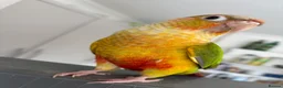 Conures birds for sale: Pineapple conure for sale  - Advert 1