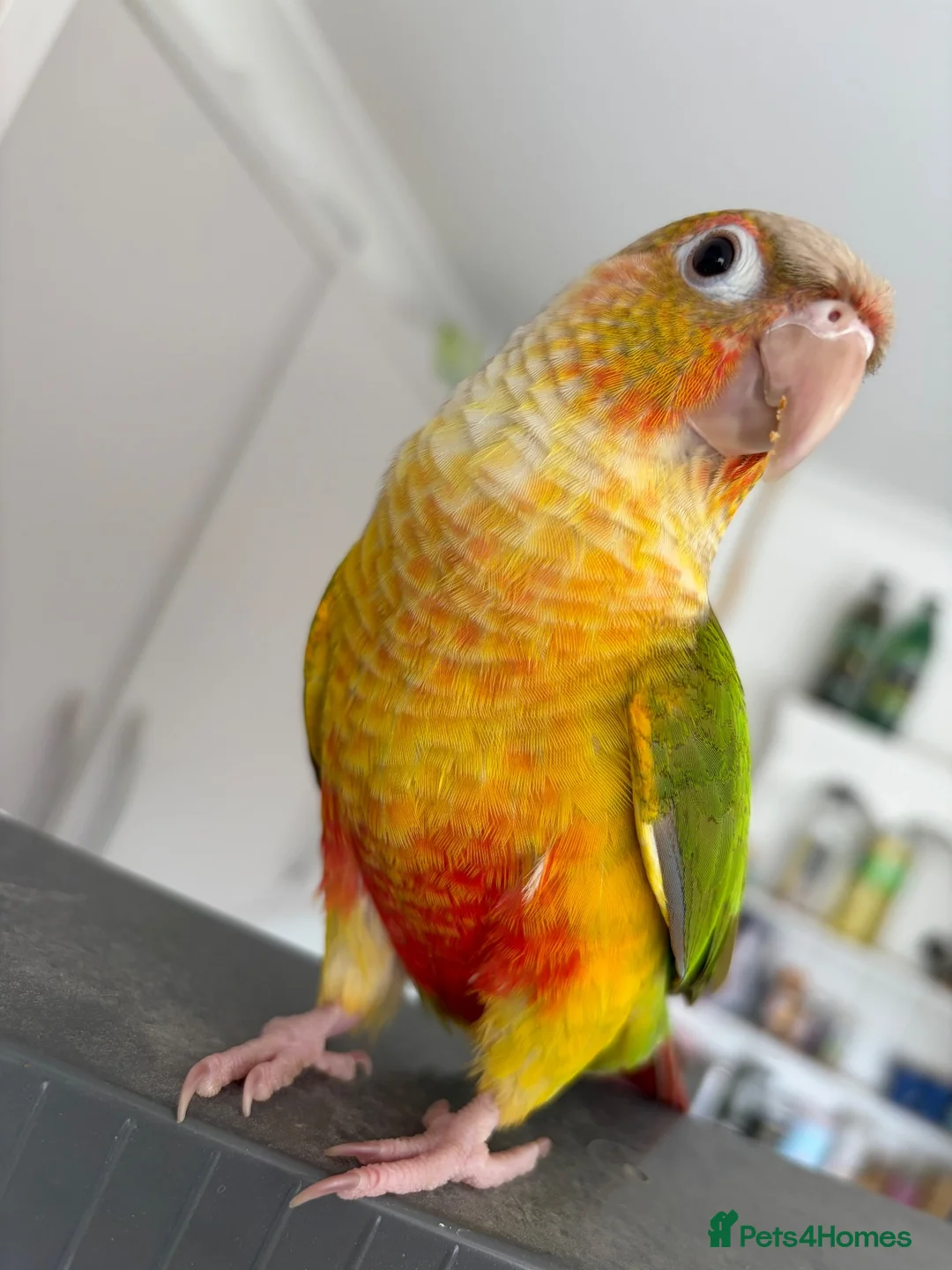 Conures birds for sale: Pineapple conure for sale  - Advert 1