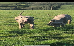 Weimaraner dogs for sale: KC Weimaraner puppies  - Image 20