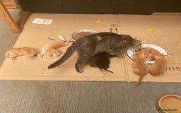 Mixed Breed cats for sale: Beautiful farm kittens  - Image 6