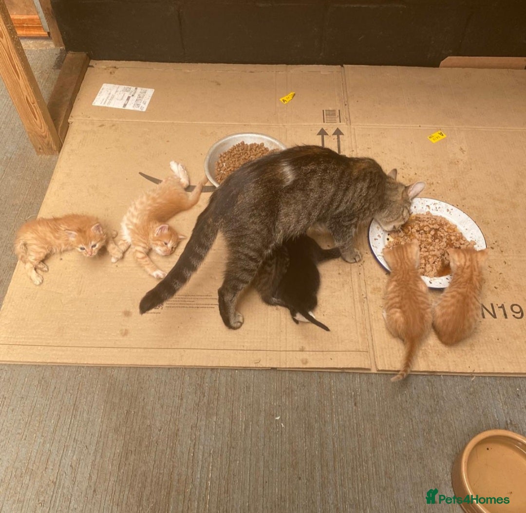 Mixed Breed cats for sale: Beautiful farm kittens  - Image 6