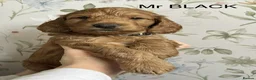 Cockapoo dogs for sale: Adorable Cockapoo Puppies for sale 2 Boys, 2 Girls in Southampton - Advert 4