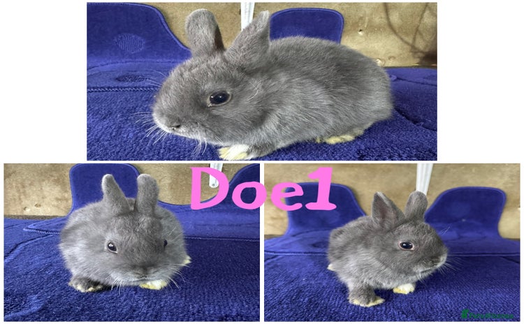 Netherland Dwarf rabbits - Advert 9