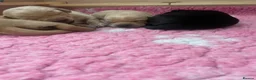 Labrador Retriever dogs for sale: KC Registered Labrador Puppies - Advert 7