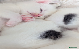 Mixed Breed cats for sale: White male kitten and 2 female kittens - Image 2
