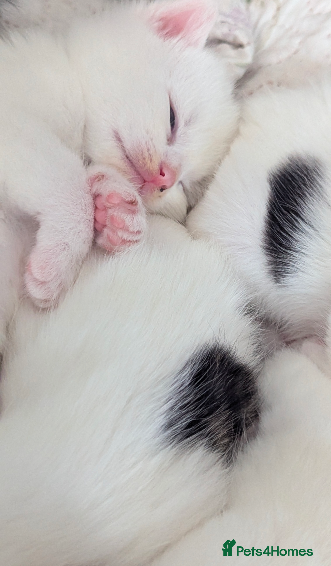 Mixed Breed cats for sale: White male kitten and 2 female kittens - Image 2
