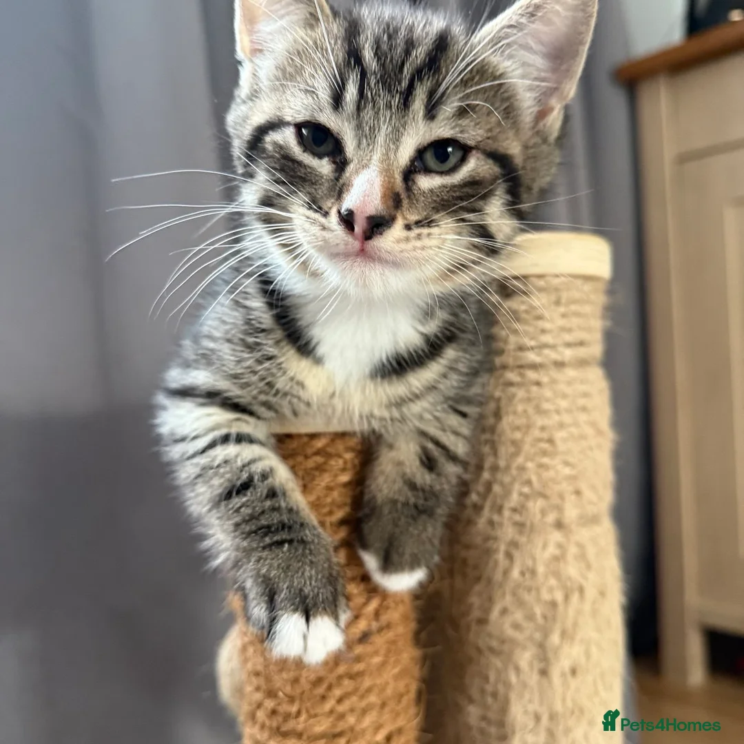 Mixed Breed cats for sale: Three kittens are looking for their homes 🐾 - Advert 5