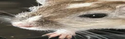 Gerbil rodents for sale: 11 month old gerbils looking for a new home in Egham - Advert 9