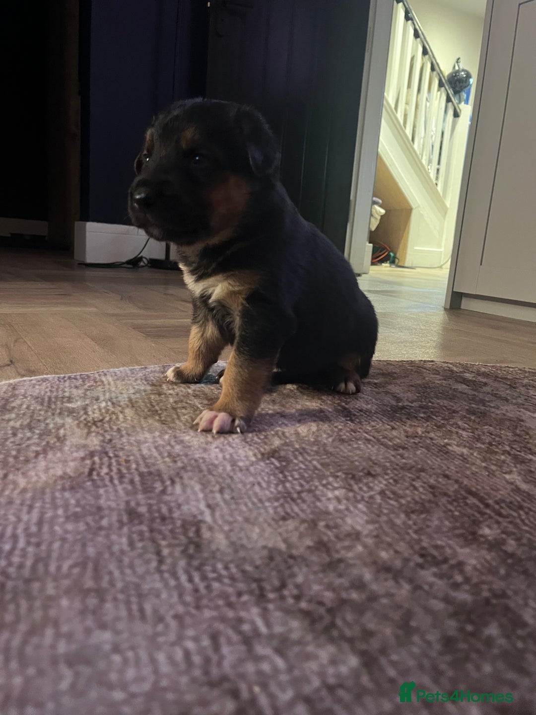 Mixed Breed dogs for sale: Belgian malinois x Anatolian shepherd mix pups 🐶  - Image 8