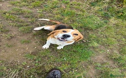 Beagle dogs for sale: Female beagle  - Image 4