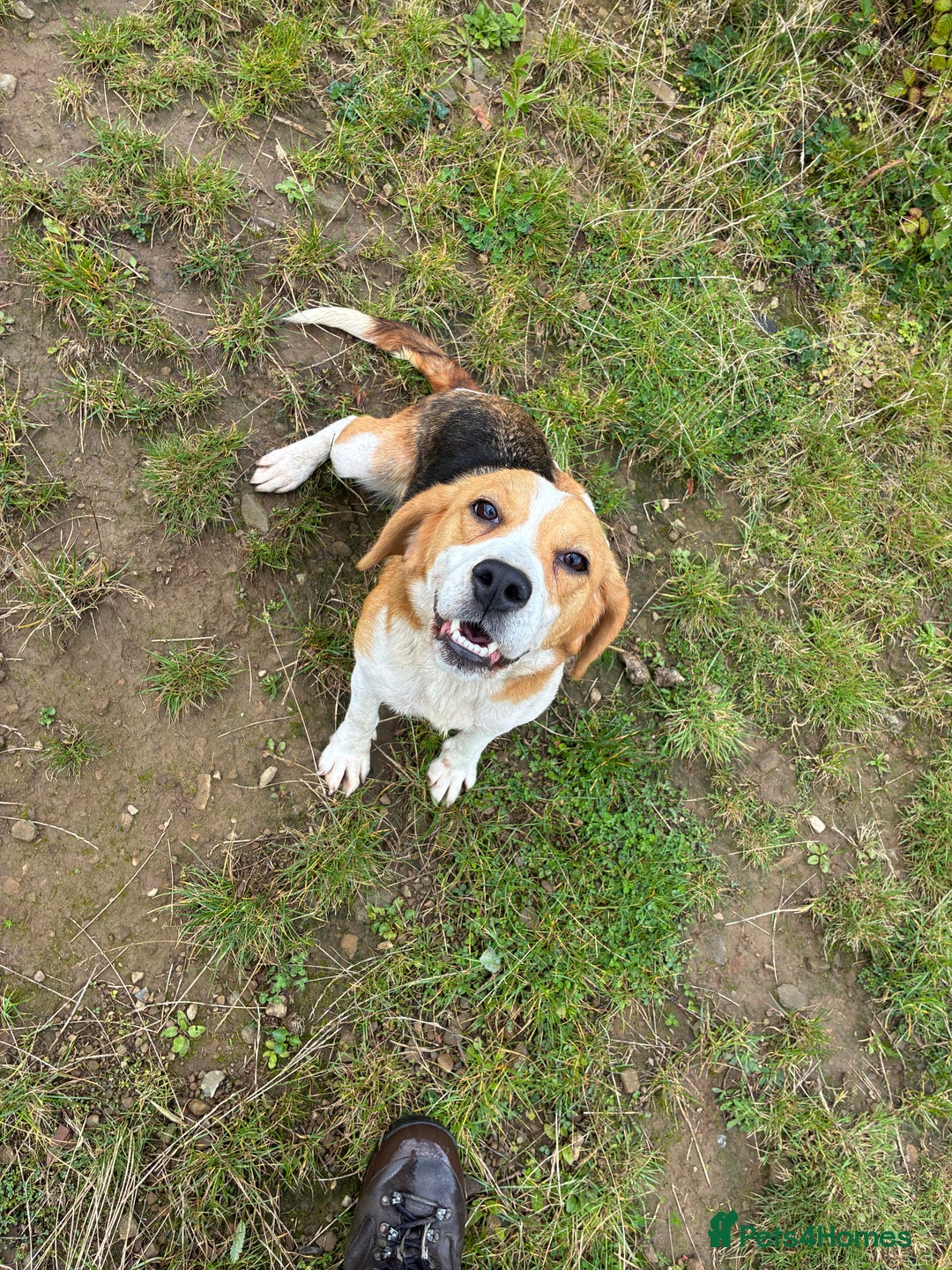 Beagle dogs for sale: Female beagle  - Image 4