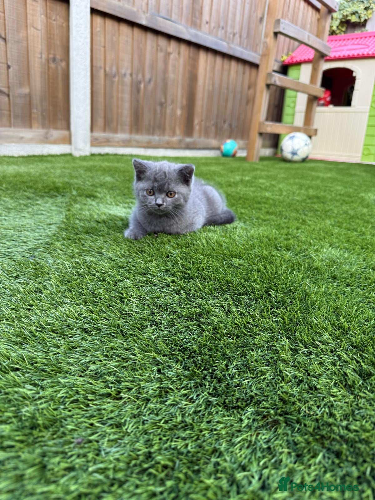 British Shorthair cats Beautiful British Shorthair kitten  - Advert 16
